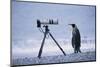 A Curious King Penguin-Paul Souders-Mounted Photographic Print