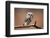 A Curious Saw-Whet Owl-null-Framed Premium Giclee Print