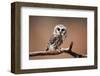 A Curious Saw-Whet Owl-null-Framed Premium Giclee Print