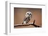 A Curious Saw-Whet Owl-null-Framed Premium Giclee Print