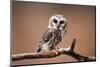 A Curious Saw-Whet Owl-null-Mounted Premium Giclee Print