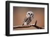 A Curious Saw-Whet Owl-null-Framed Art Print