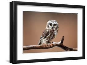 A Curious Saw-Whet Owl-null-Framed Art Print