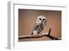 A Curious Saw-Whet Owl-null-Framed Art Print