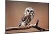 A Curious Saw-Whet Owl-null-Mounted Art Print