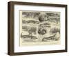 A Curious Story of a Crocodile, a Leaf from a Traveller's Note-Book-William Ralston-Framed Giclee Print