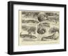 A Curious Story of a Crocodile, a Leaf from a Traveller's Note-Book-William Ralston-Framed Giclee Print