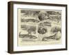 A Curious Story of a Crocodile, a Leaf from a Traveller's Note-Book-William Ralston-Framed Giclee Print