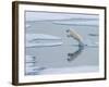 A curious young male polar bear (Ursus maritimus) leaping on the sea ice-Michael Nolan-Framed Photographic Print