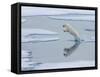 A curious young male polar bear (Ursus maritimus) leaping on the sea ice-Michael Nolan-Framed Stretched Canvas