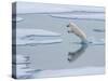 A curious young male polar bear (Ursus maritimus) leaping on the sea ice-Michael Nolan-Stretched Canvas