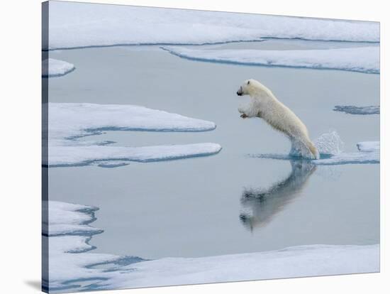 A curious young male polar bear (Ursus maritimus) leaping on the sea ice-Michael Nolan-Stretched Canvas