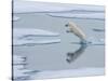 A curious young male polar bear (Ursus maritimus) leaping on the sea ice-Michael Nolan-Stretched Canvas