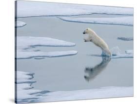 A curious young male polar bear (Ursus maritimus) leaping on the sea ice-Michael Nolan-Stretched Canvas