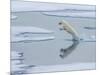 A curious young male polar bear (Ursus maritimus) leaping on the sea ice-Michael Nolan-Mounted Photographic Print