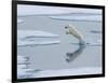 A curious young male polar bear (Ursus maritimus) leaping on the sea ice-Michael Nolan-Framed Photographic Print