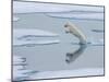 A curious young male polar bear (Ursus maritimus) leaping on the sea ice-Michael Nolan-Mounted Photographic Print