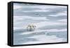 A Curious Young Polar Bear (Ursus Maritimus) on the Ice in Bear Sound-Michael Nolan-Framed Stretched Canvas