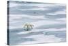 A Curious Young Polar Bear (Ursus Maritimus) on the Ice in Bear Sound-Michael Nolan-Stretched Canvas