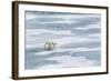 A Curious Young Polar Bear (Ursus Maritimus) on the Ice in Bear Sound-Michael Nolan-Framed Photographic Print