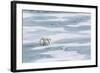 A Curious Young Polar Bear (Ursus Maritimus) on the Ice in Bear Sound-Michael Nolan-Framed Photographic Print