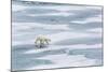 A Curious Young Polar Bear (Ursus Maritimus) on the Ice in Bear Sound-Michael Nolan-Mounted Photographic Print