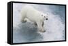 A Curious Young Polar Bear (Ursus Maritimus) on the Ice in Bear Sound-Michael Nolan-Framed Stretched Canvas