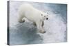 A Curious Young Polar Bear (Ursus Maritimus) on the Ice in Bear Sound-Michael Nolan-Stretched Canvas