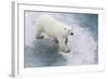 A Curious Young Polar Bear (Ursus Maritimus) on the Ice in Bear Sound-Michael Nolan-Framed Photographic Print