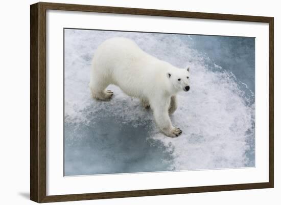 A Curious Young Polar Bear (Ursus Maritimus) on the Ice in Bear Sound-Michael Nolan-Framed Photographic Print