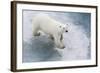A Curious Young Polar Bear (Ursus Maritimus) on the Ice in Bear Sound-Michael Nolan-Framed Photographic Print