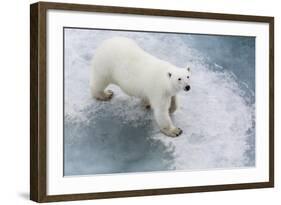 A Curious Young Polar Bear (Ursus Maritimus) on the Ice in Bear Sound-Michael Nolan-Framed Photographic Print