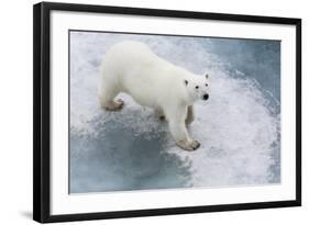 A Curious Young Polar Bear (Ursus Maritimus) on the Ice in Bear Sound-Michael Nolan-Framed Photographic Print