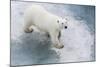 A Curious Young Polar Bear (Ursus Maritimus) on the Ice in Bear Sound-Michael Nolan-Mounted Photographic Print
