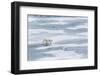 A Curious Young Polar Bear (Ursus Maritimus) on the Ice in Bear Sound-Michael Nolan-Framed Photographic Print