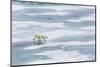 A Curious Young Polar Bear (Ursus Maritimus) on the Ice in Bear Sound-Michael Nolan-Mounted Photographic Print