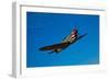 A Curtiss P-40E Warhawk in Flight Near Chino, California-null-Framed Photographic Print