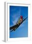 A Curtiss P-40E Warhawk in Flight Near Chino, California-null-Framed Premium Photographic Print