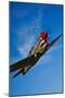 A Curtiss P-40E Warhawk in Flight Near Chino, California-null-Mounted Premium Photographic Print