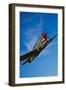 A Curtiss P-40E Warhawk in Flight Near Chino, California-null-Framed Photographic Print