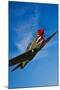 A Curtiss P-40E Warhawk in Flight Near Chino, California-null-Mounted Photographic Print