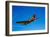 A Curtiss P-40E Warhawk in Flight Near Chino, California-null-Framed Photographic Print