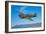 A Curtiss P-40E Warhawk in Flight Near Chino, California-null-Framed Photographic Print