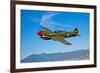 A Curtiss P-40E Warhawk in Flight Near Chino, California-null-Framed Photographic Print