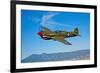 A Curtiss P-40E Warhawk in Flight Near Chino, California-null-Framed Photographic Print