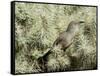 A Curve Billed Thrasher Nesting in a Cholla Cactus, Sonoran Desert-Richard Wright-Framed Stretched Canvas