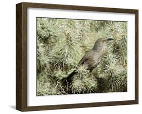 A Curve Billed Thrasher Nesting in a Cholla Cactus, Sonoran Desert-Richard Wright-Framed Premium Photographic Print