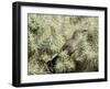 A Curve Billed Thrasher Nesting in a Cholla Cactus, Sonoran Desert-Richard Wright-Framed Premium Photographic Print