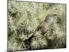 A Curve Billed Thrasher Nesting in a Cholla Cactus, Sonoran Desert-Richard Wright-Mounted Premium Photographic Print