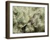 A Curve Billed Thrasher Nesting in a Cholla Cactus, Sonoran Desert-Richard Wright-Framed Photographic Print